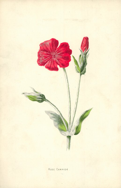 Clavelina de Frederick Edward Hulme