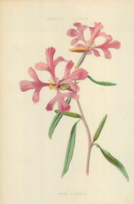 Clarkia rosada de Frederick Edward Hulme