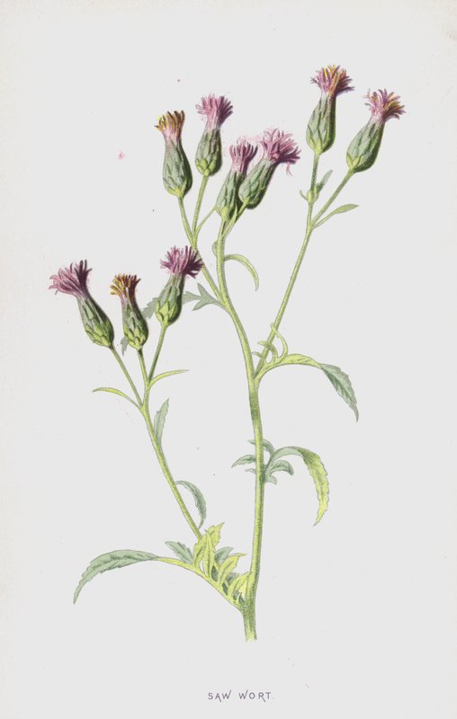 Serratula de Frederick Edward Hulme