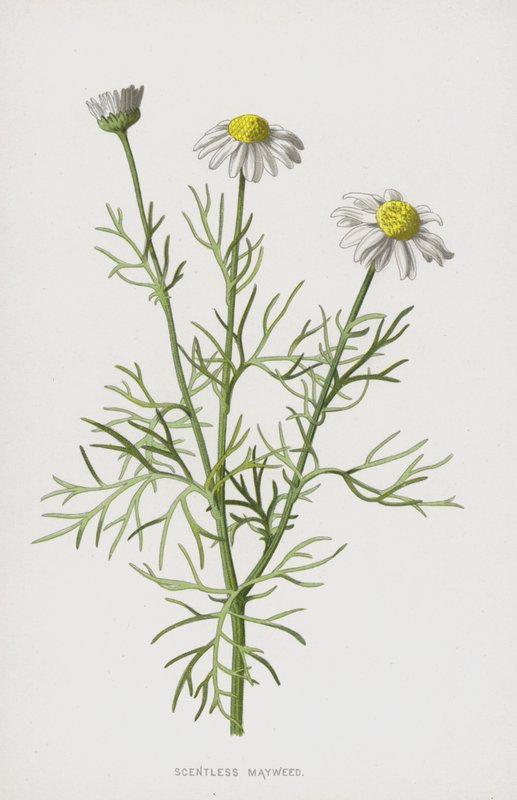 Margarita sin olor de Frederick Edward Hulme