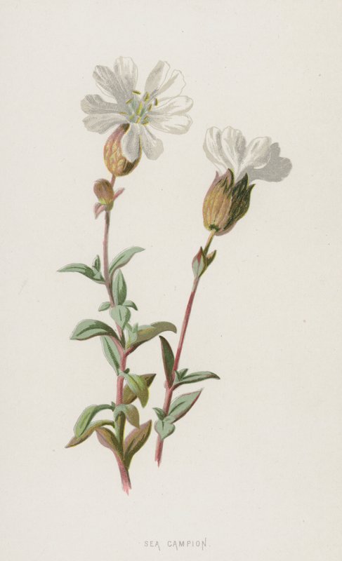Silene marítima de Frederick Edward Hulme