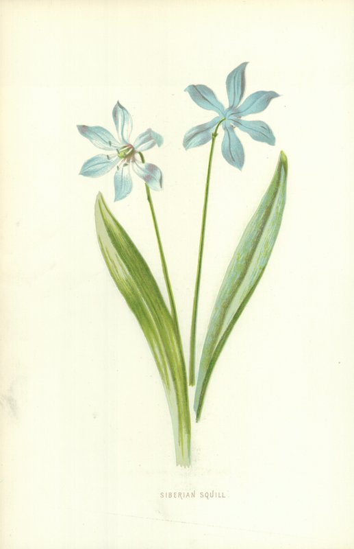 Escila siberiana de Frederick Edward Hulme