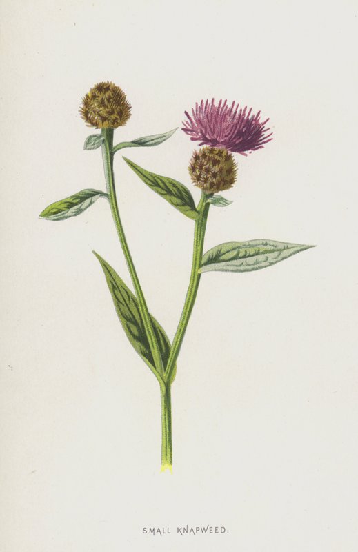 Centaurea Menor de Frederick Edward Hulme