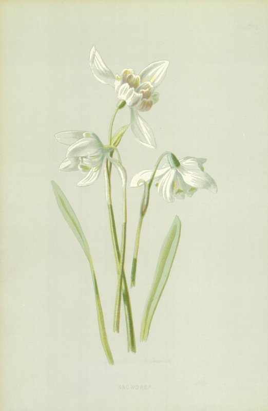 Campanilla de Frederick Edward Hulme