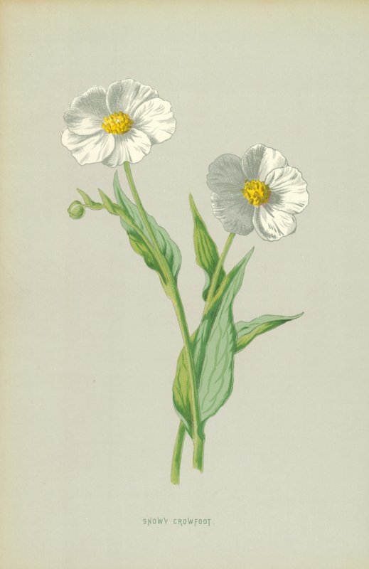 Pie de cuervo nevado de Frederick Edward Hulme