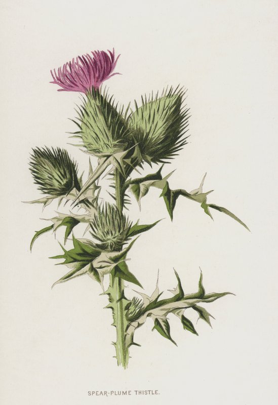 Cardo lanudo de Frederick Edward Hulme