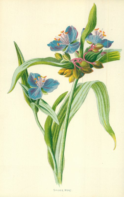 Hierba de araña de Frederick Edward Hulme