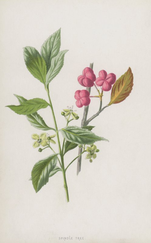 Bonetero de Frederick Edward Hulme