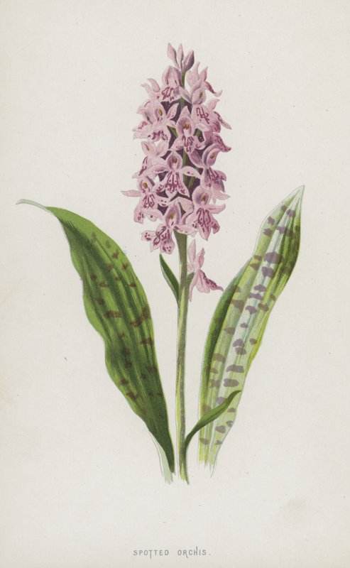 Orquídea manchada de Frederick Edward Hulme