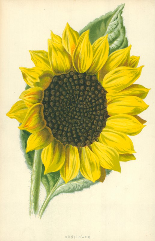 Girasol de Frederick Edward Hulme