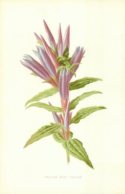 Genciana de tragar de Frederick Edward Hulme
