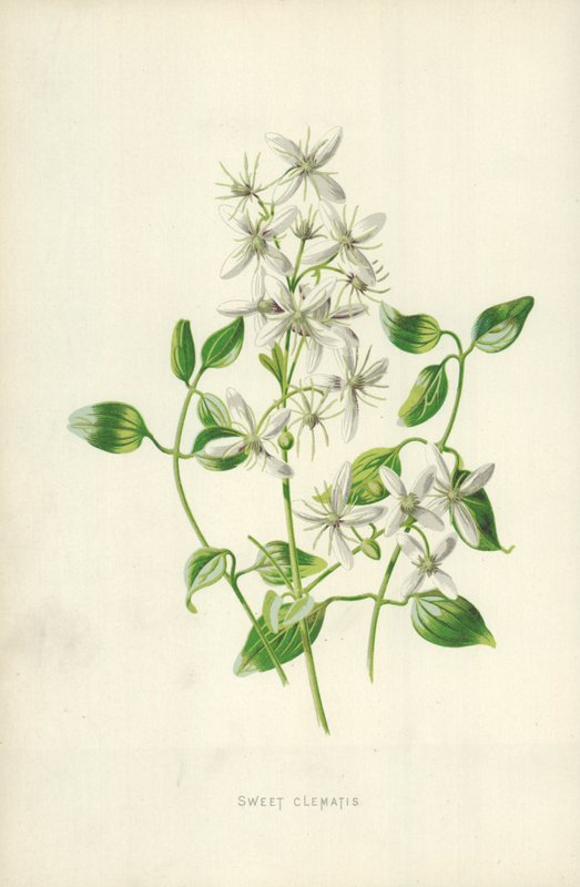 Dulce clemátide de Frederick Edward Hulme