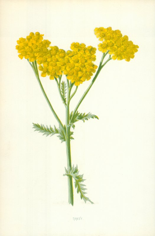 Tanaceto de Frederick Edward Hulme