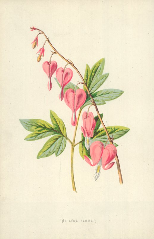 La flor de la lira de Frederick Edward Hulme