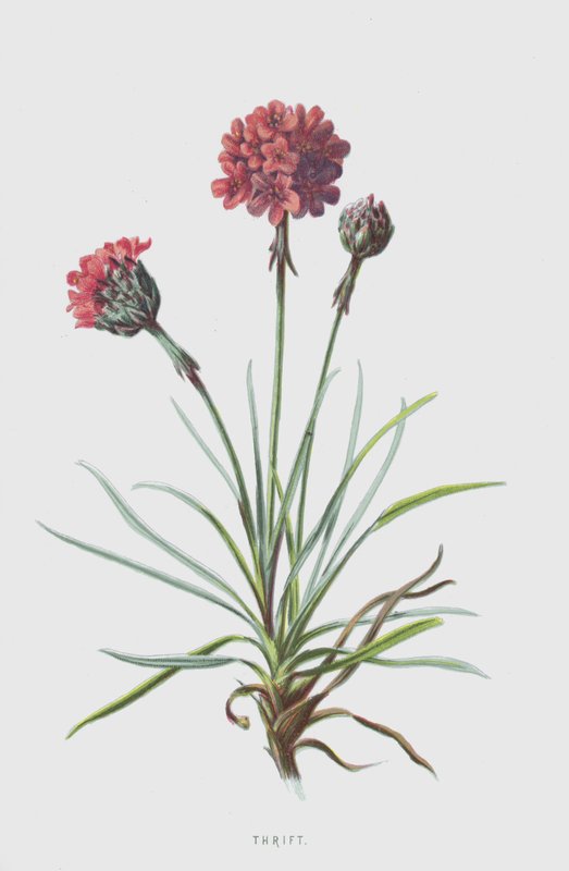 Armeria de Frederick Edward Hulme
