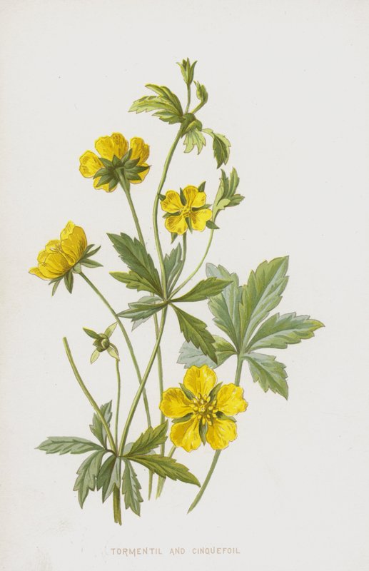 Tormentila y Potentilla de Frederick Edward Hulme
