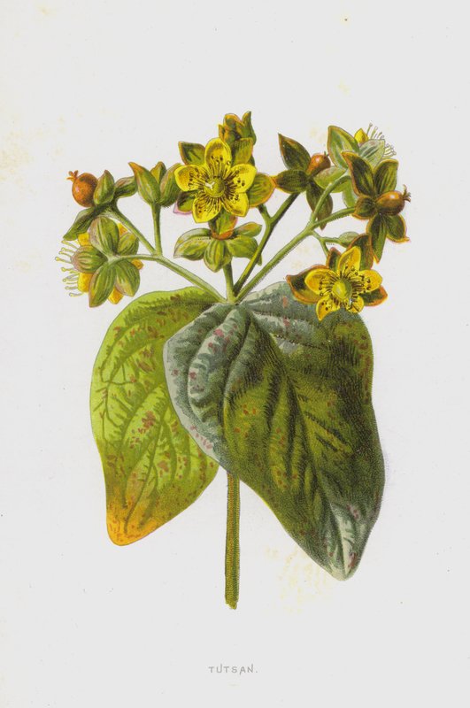 Tutsan de Frederick Edward Hulme