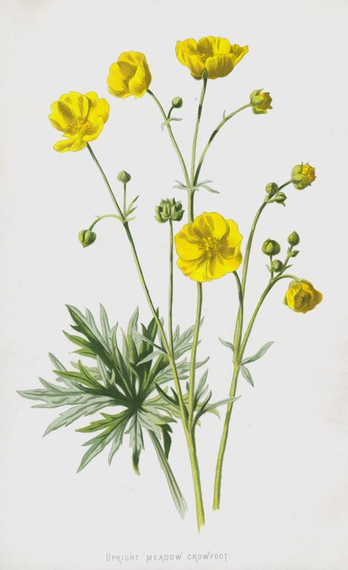 Ranúnculo de prado erguido de Frederick Edward Hulme