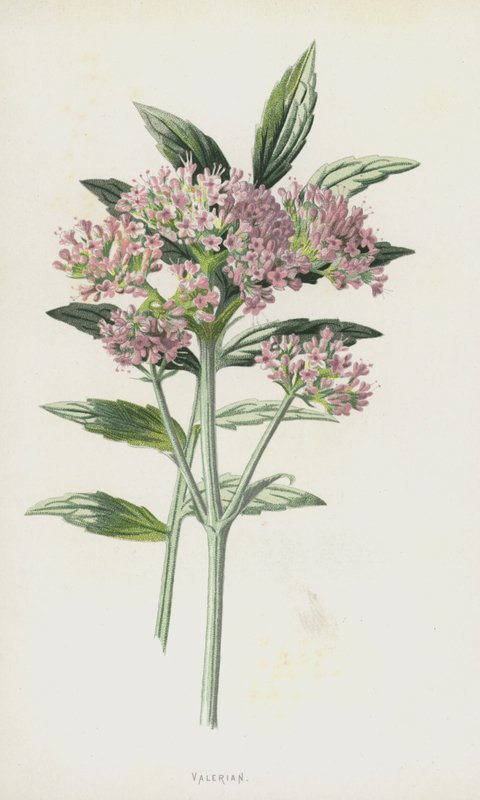 Valeriana de Frederick Edward Hulme
