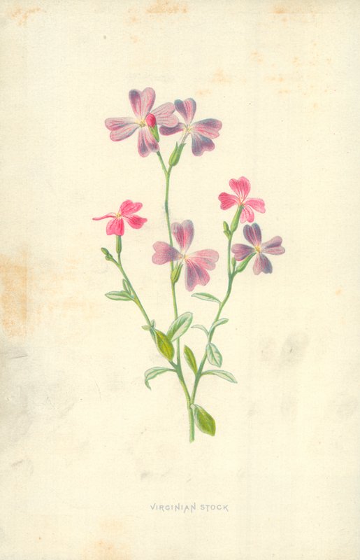 Stock de Virginia de Frederick Edward Hulme
