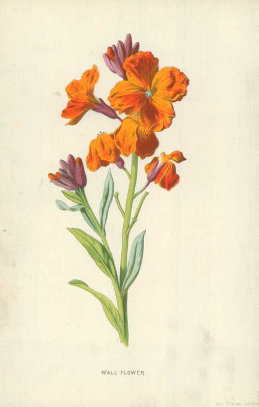 Flor de pared de Frederick Edward Hulme