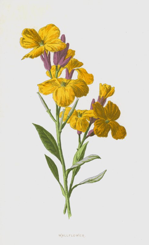Alhelí de Frederick Edward Hulme