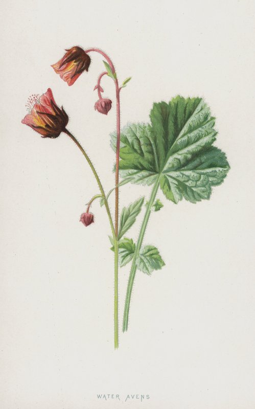 Geum rivale de Frederick Edward Hulme