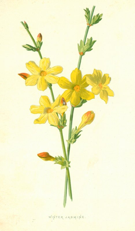 Jazmín de Invierno de Frederick Edward Hulme