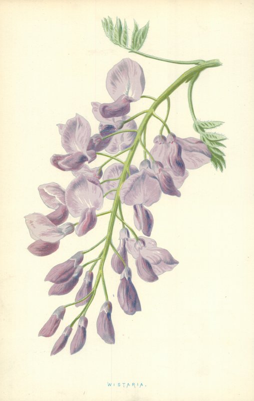 Glicinia de Frederick Edward Hulme