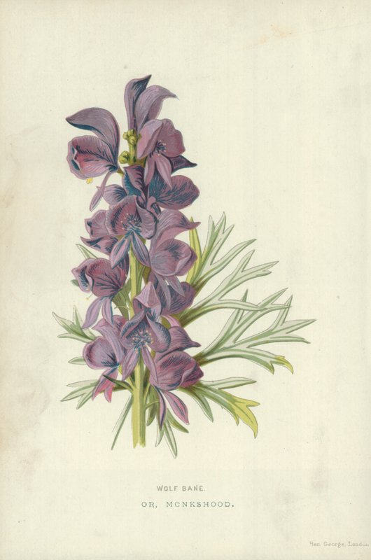 Acónito de Frederick Edward Hulme