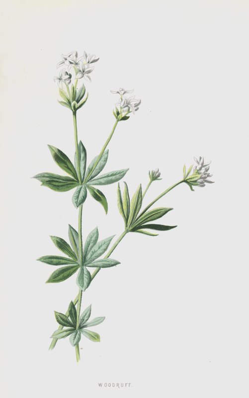 Aspérula de Frederick Edward Hulme