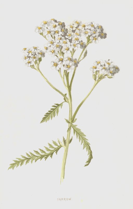 Milenrama de Frederick Edward Hulme