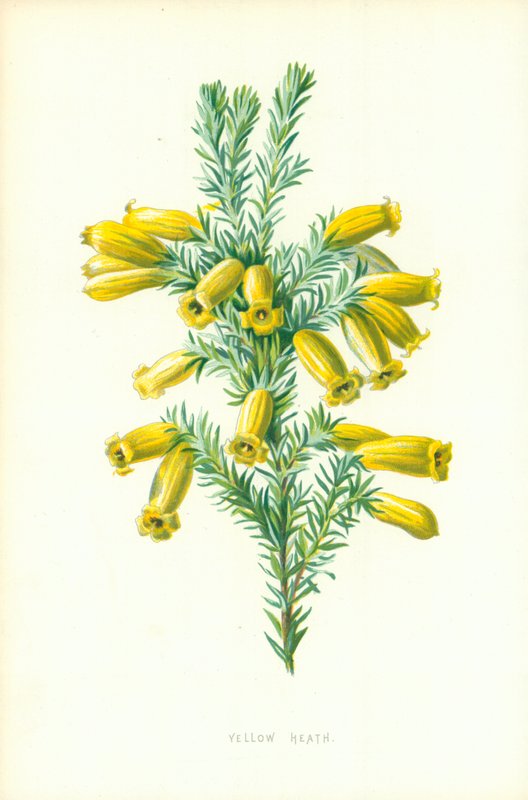 Brezo amarillo de Frederick Edward Hulme