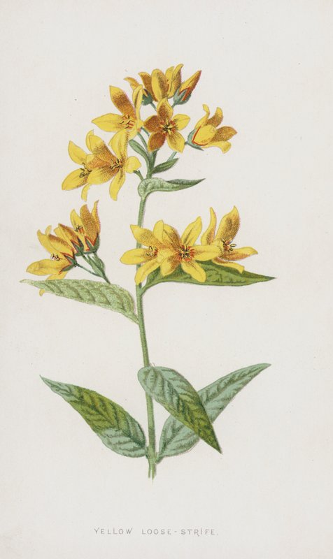 Lisimaquia Amarilla de Frederick Edward Hulme