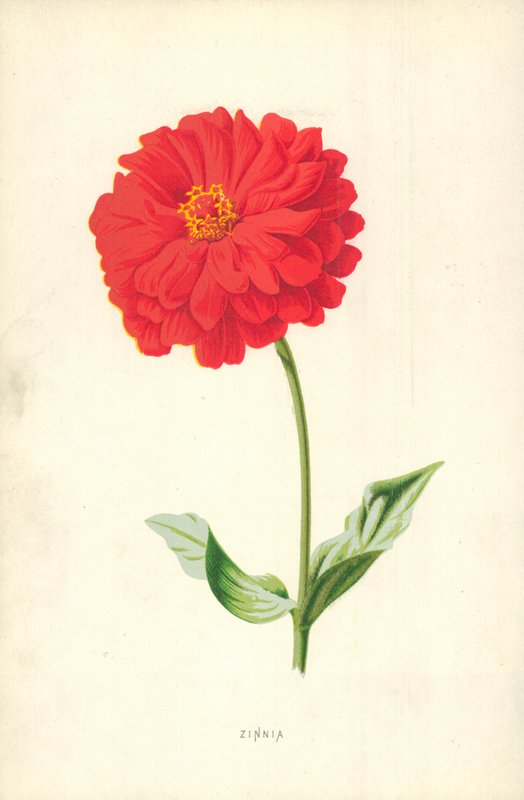 Zinnia de Frederick Edward Hulme