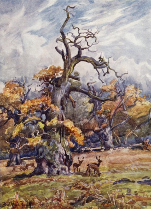 Parque de Packington de Frederick William Newton Whitehead