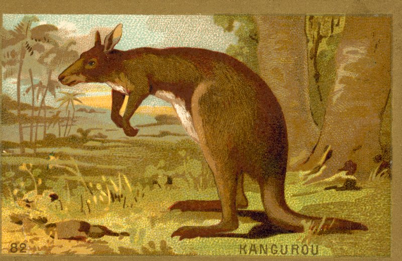 Canguro de French School