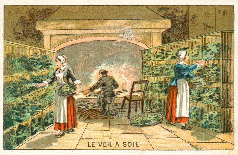Crianza de gusanos de seda de French School