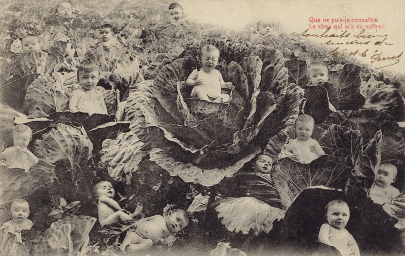 Bebés en el campo de coles de French Photographer