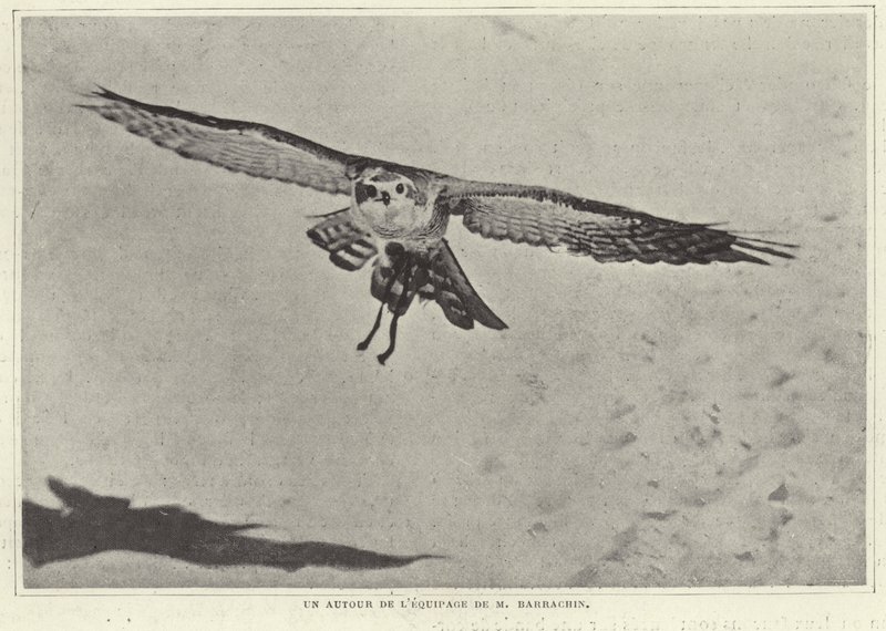 Uno de los pájaros de M Barrachin de French Photographer