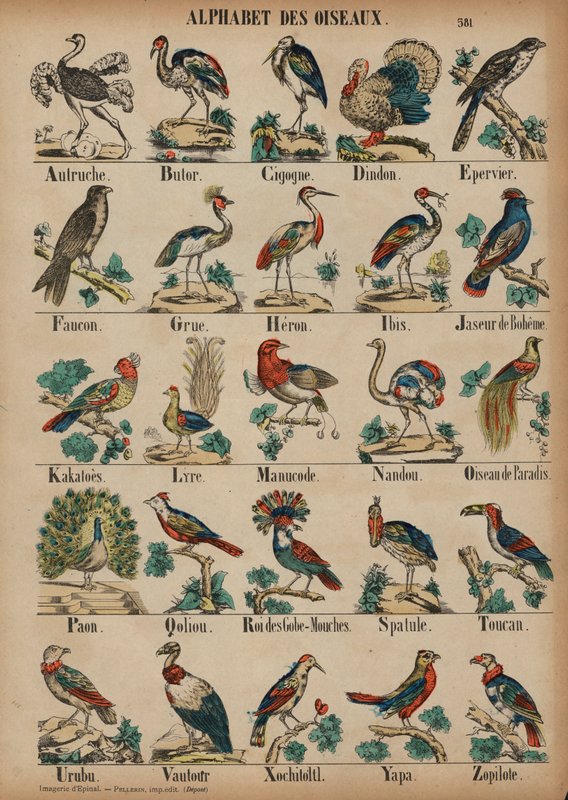 A a Z de aves de French School
