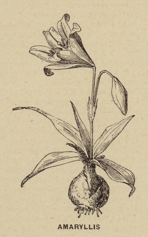 Amarilis (grabado) de French School