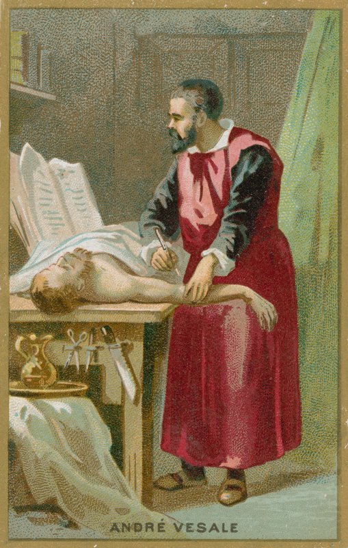 Andreas Vesalius de French School