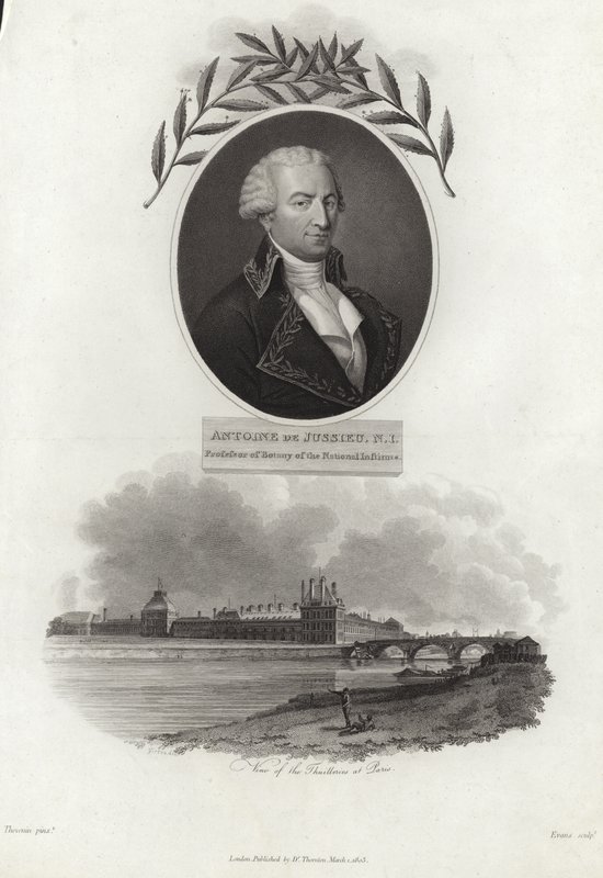 Antoine de Jussieu de French School