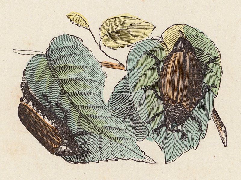 Escarabajos en hojas (grabado en color) de French School