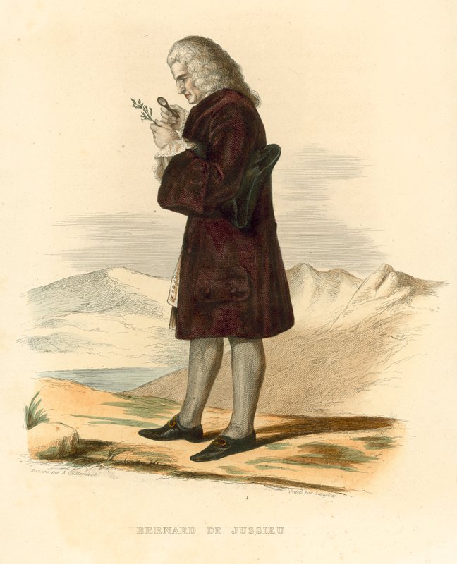 Bernard de Jussieu de French School