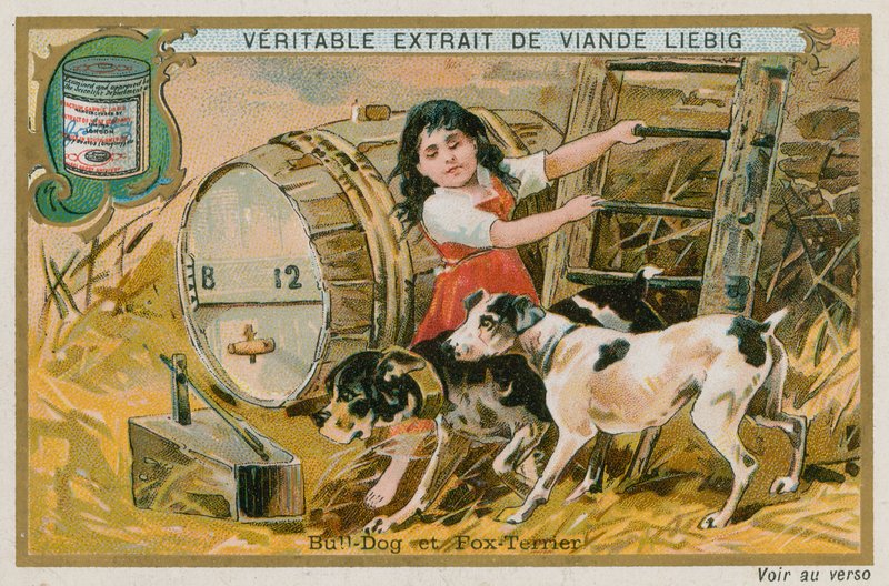 Bulldog y Fox Terrier de French School