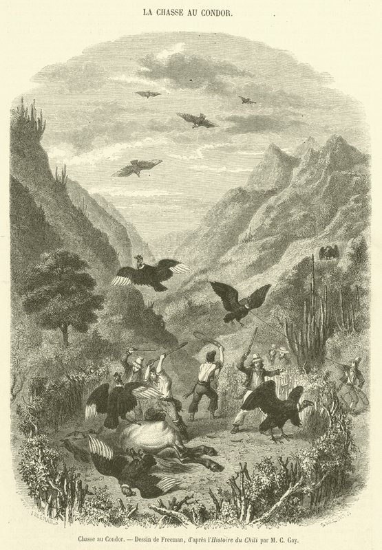 Caza del Cóndor de French School