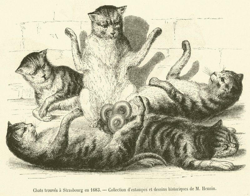Gatos encontrados en Estrasburgo en 1683 de French School