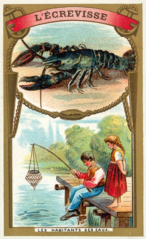 Cangrejo de río de French School